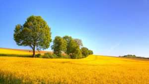 27-02-17-yellow-landscapes15138