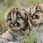 28-02-17-adorable-bobcat-wallpaper10002