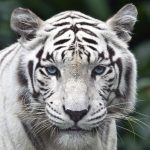 28-02-17-amazing-white-tiger10653