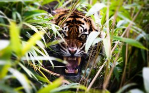 28-02-17-angry-tiger-in-bush10732