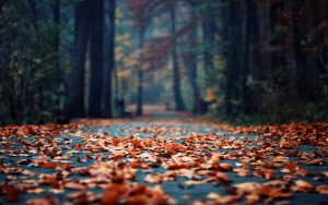 28-02-17-autumn-landscape-photos13897