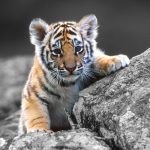 28-02-17-baby-tiger-wallpapers2440