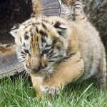 28-02-17-baby-tiger-wallpapers2451