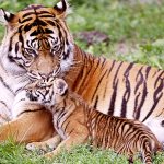 28-02-17-baby-tiger-wallpapers9522