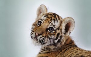 28-02-17-baby-tiger9523