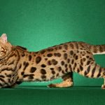 28-02-17-bengal-cat-pictures16655