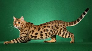 28-02-17-bengal-cat-pictures16655