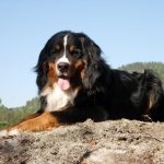 28-02-17-bernese-mountain-dog8995