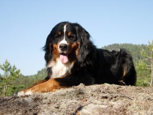 28-02-17-bernese-mountain-dog8995