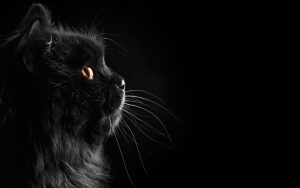 28-02-17-black-cat-wallpaper9581