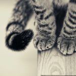 28-02-17-cat-paws-115098