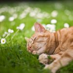 28-02-17-cat-sleep-in-grass15182