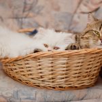 28-02-17-cats-basket15400