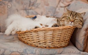 28-02-17-cats-basket15400