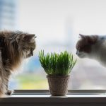 28-02-17-cats-window14557