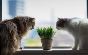 28-02-17-cats-window14557