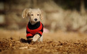 28-02-17-clothed-cute-dog13280