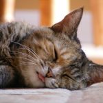 28-02-17-cute-cat-sleeping-background16905