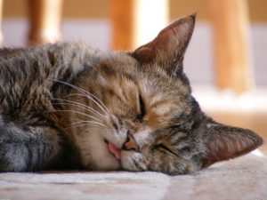 28-02-17-cute-cat-sleeping-background16905