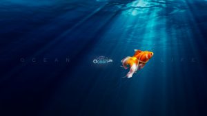 28-02-17-cute-fish-wallpaper12041