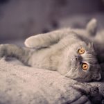 28-02-17-cute-gray-cat-lie-bed-photo14230