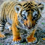 28-02-17-cute-tiger-cub10449