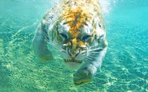 28-02-17-diving-tiger11212