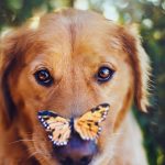 28-02-17-dog-butterfly-photo10952