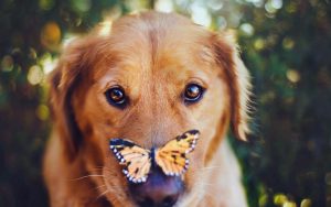 28-02-17-dog-butterfly-photo10952