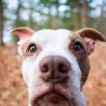 28-02-17-dog-close-up-wallpaper9569