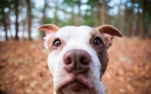 28-02-17-dog-close-up-wallpaper9569