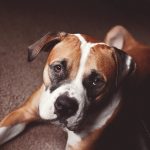 28-02-17-dog-close-up-wallpapers9568