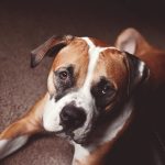 28-02-17-dog-friend-look-boxer17091