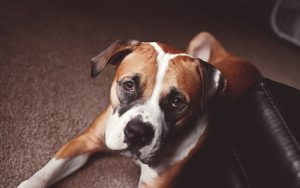 28-02-17-dog-friend-look-boxer17091