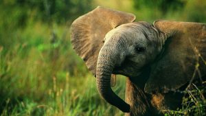 28-02-17-elephant-wallpaper-2169317724