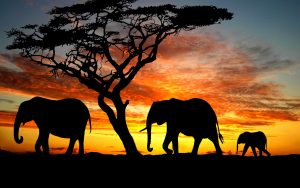 28-02-17-elephants-silhouette10692