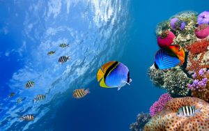 28-02-17-fish-wallpaper-hd15796