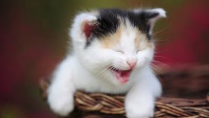 28-02-17-funny-cats-smile15574