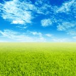 28-02-17-grass-landscape-background7211