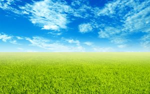 28-02-17-grass-landscape-background7211