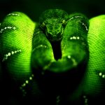 28-02-17-green-snake-wallpaper14261