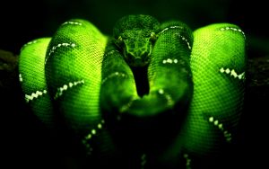 28-02-17-green-snake-wallpaper14261