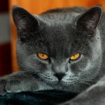 28-02-17-grey-cat-yellow-eyes13614