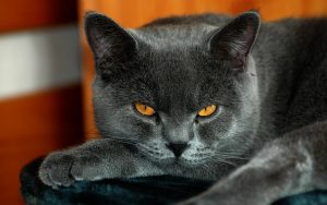 28-02-17-grey-cat-yellow-eyes13614