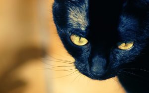 28-02-17-hd-black-cat-wallpaper9530