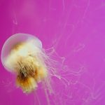 28-02-17-jellyfish11728