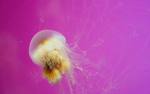 28-02-17-jellyfish11728