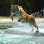 28-02-17-jumping-tiger-wallpaper16297