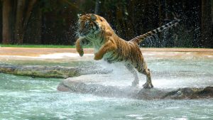 28-02-17-jumping-tiger-wallpaper16297