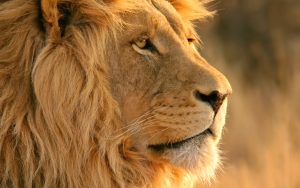 28-02-17-lion10826-